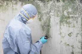 Best Mold Odor Removal Services  in Port Salerno, FL